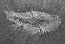 Burgess Shale Fauna: Discovery of A Miracle