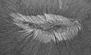 Burgess Shale Fauna