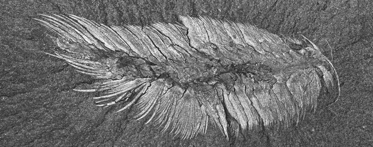 Burgess Shale Fauna: Discovery of A Miracle