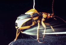 Bombardier Beetle