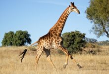 The Animal with the Longest Neck: The Giraffe