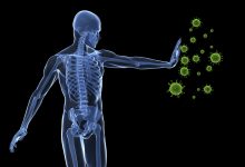 The Army Inside Man: The Immune System