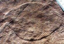 The Cambrian Explosion: A Dazzling Variety of Life