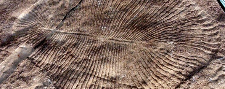 The Cambrian Explosion: A Dazzling Variety of Life