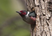 Creation of the Woodpecker