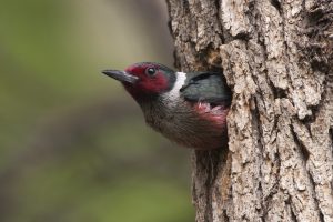 Woodpecker