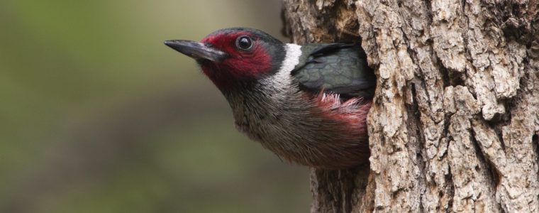 Creation of the Woodpecker