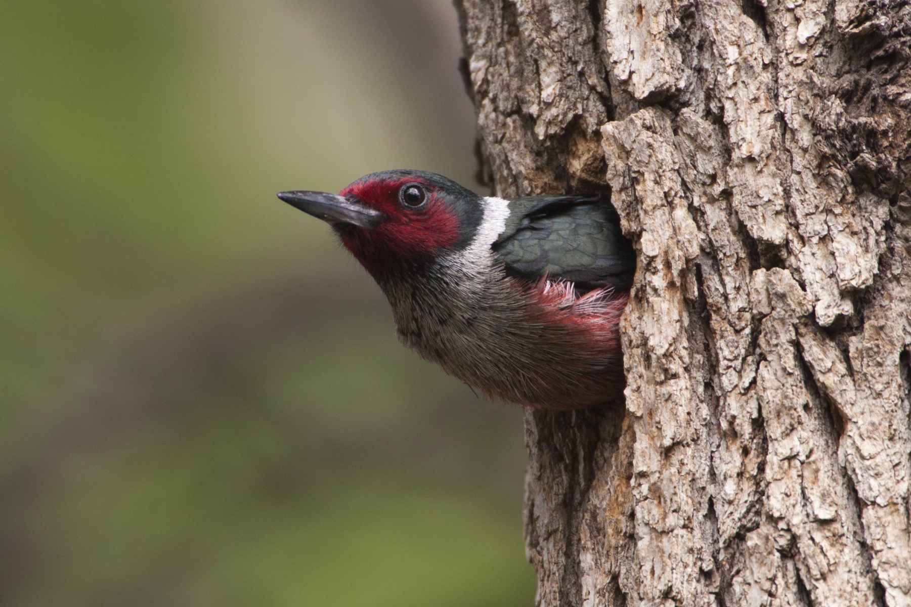 Woodpecker