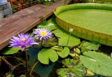 Water Lilies