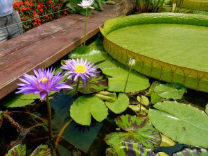 Water Lilies