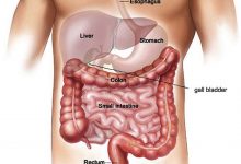 digestive system