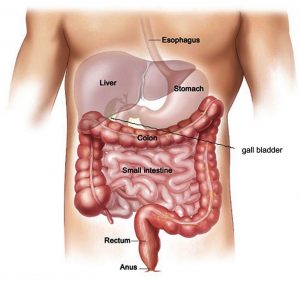 digestive system