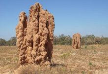 termite nests