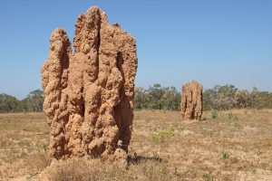 termite nests