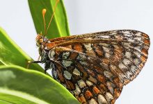 The Symmetry in Wings