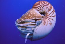 An Interesting Creature: The Nautilus