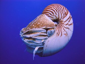 nautilus