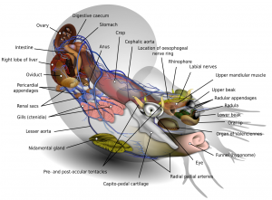 nautilus