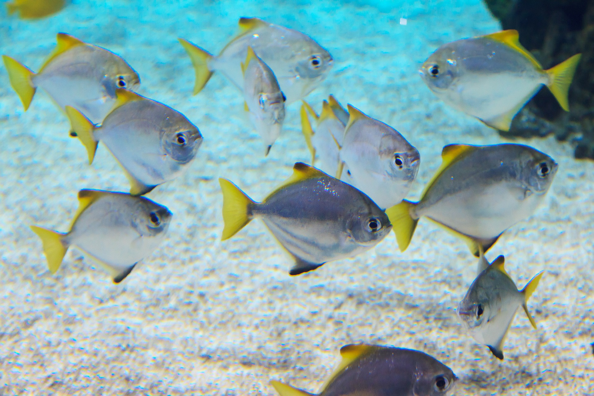 How Do Fish Live in Water?