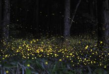 The Amazing Luminescent Creatures