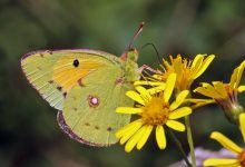 Do Butterflies Know Physics?