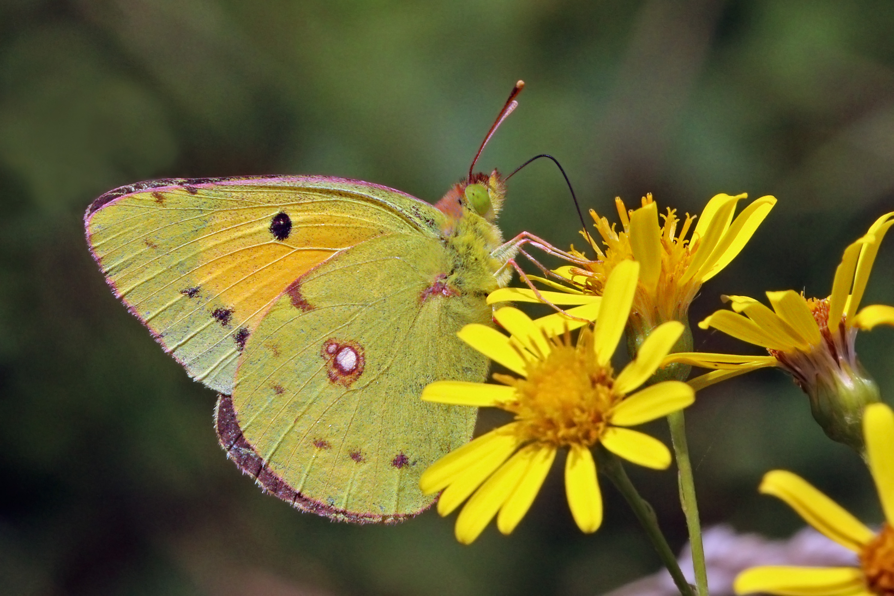 butterflies