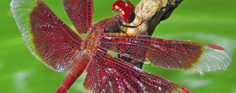 Dragonflies: Flight Machines