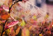 Engineering in the Spider Web