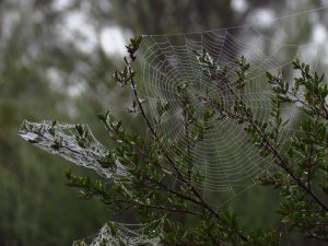 cobweb