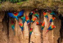 macaws