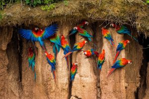 macaws