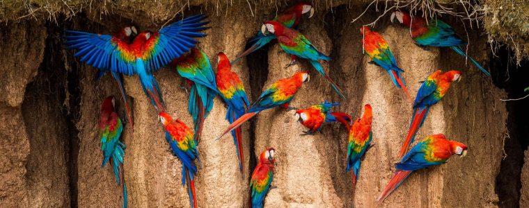 How Do Macaws Know Chemistry?