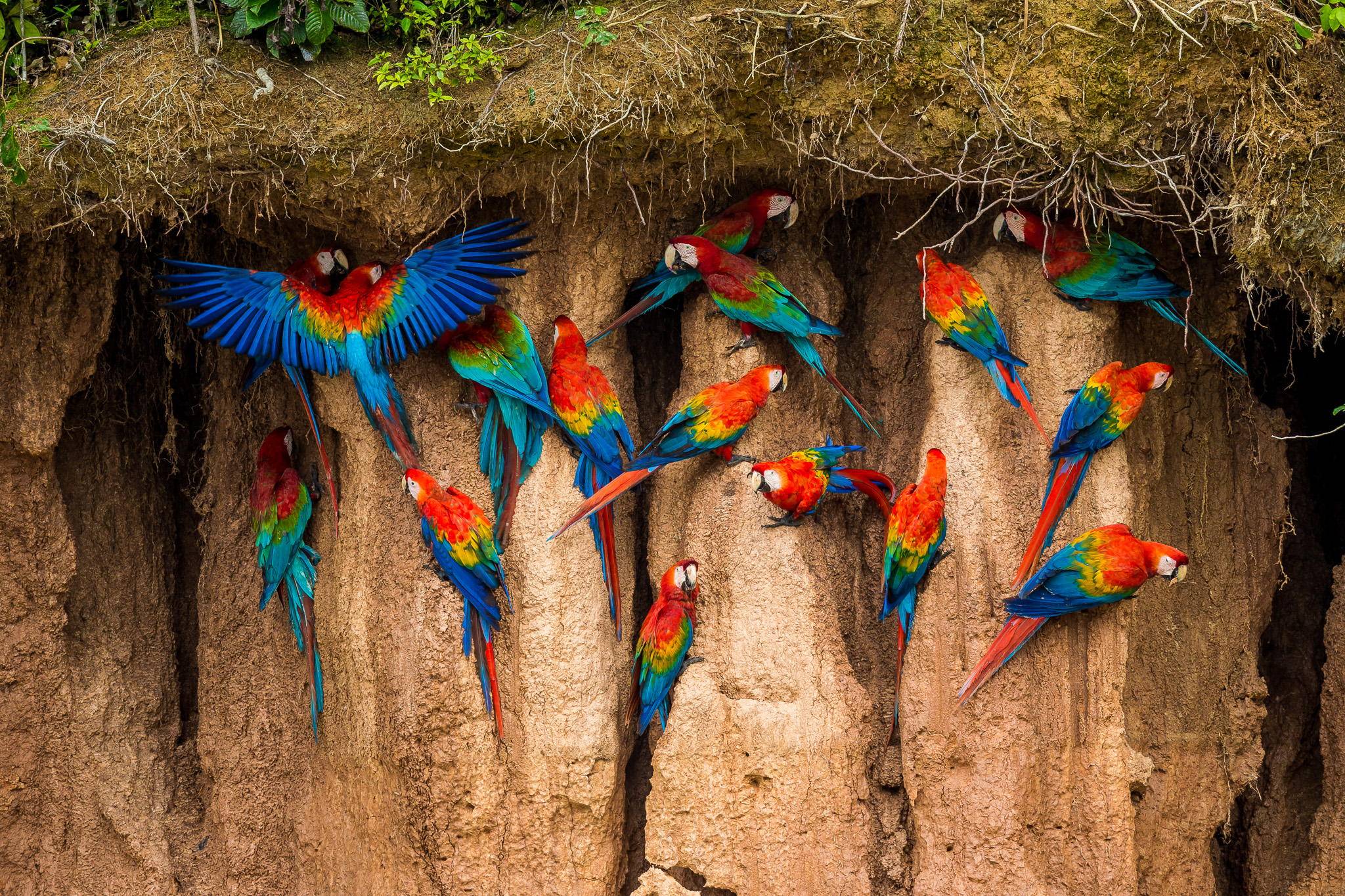 How Do Macaws Know Chemistry?