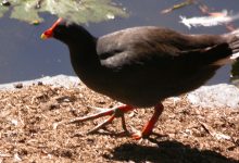 The Well-Designed Nest of a Megapode