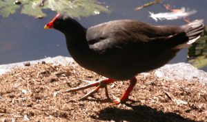 megapode