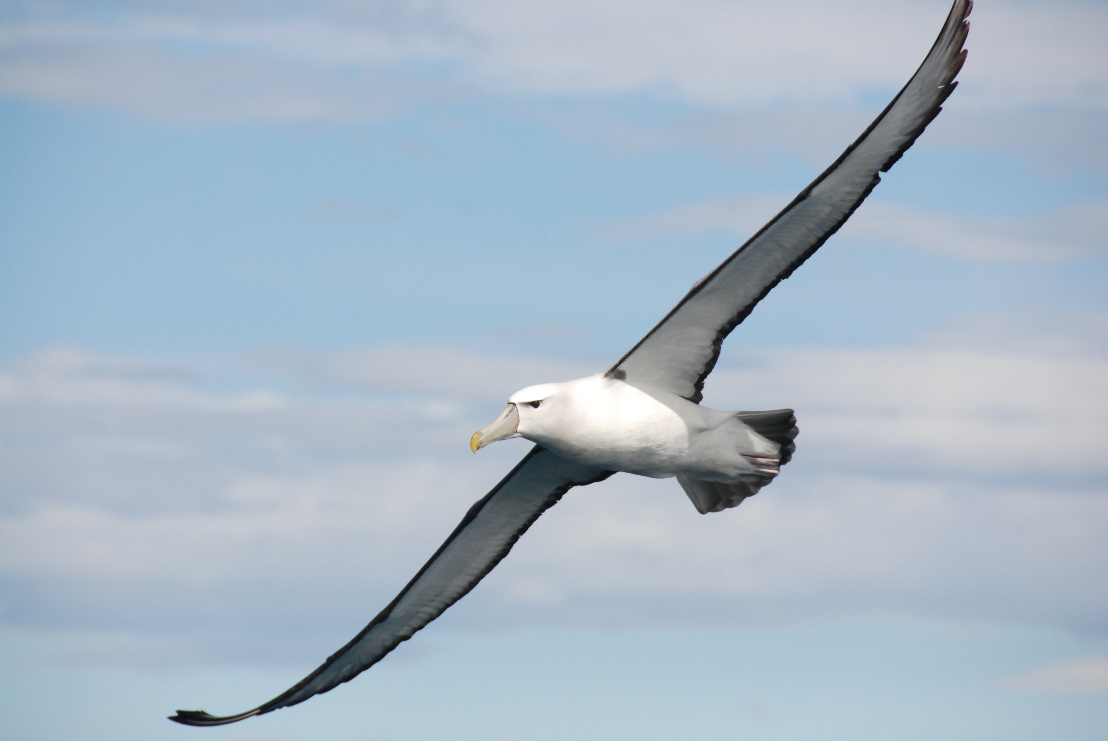 Albatross: Owner of the Longest Wings