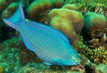 parrotfish