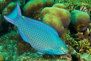 parrotfish