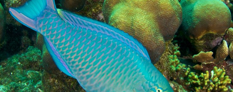 The Sleeping Bag of the Parrotfish