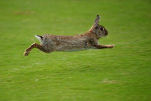 creation of the rabbits