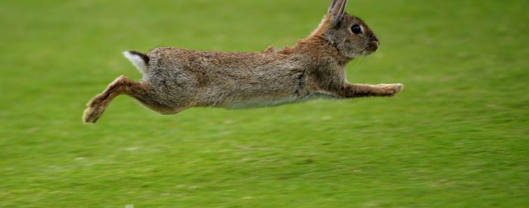 Creation of the Rabbits