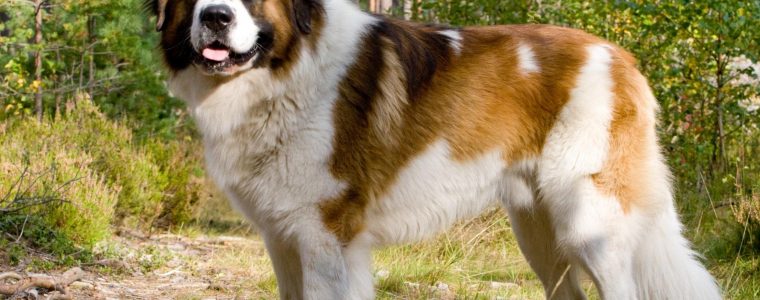 The Most Loyal Creature: The Dog