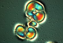 microscopic life