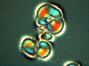 microscopic life