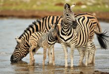 zebras