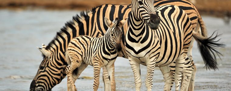 Horses in Stripes: Zebras