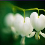 Hopefulness: One of the Believers’ Characteristics