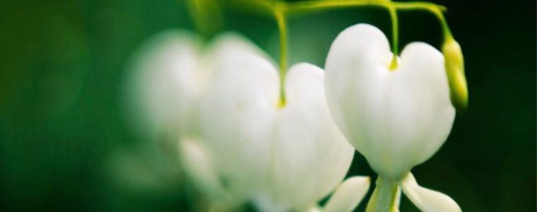 Hopefulness: One of the Believers’ Characteristics