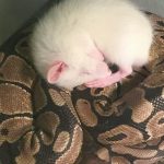 The Mouse and the Snake: A Bad Deal