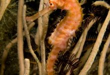 Interesting Features of Sea Horses